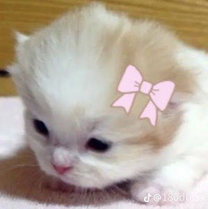 Meet your Posher, Vampoid